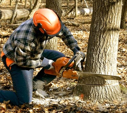 Tree Removal in Agra, KS